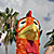 Chicken Fest Key West 2004 photo - Duval Street, Key West